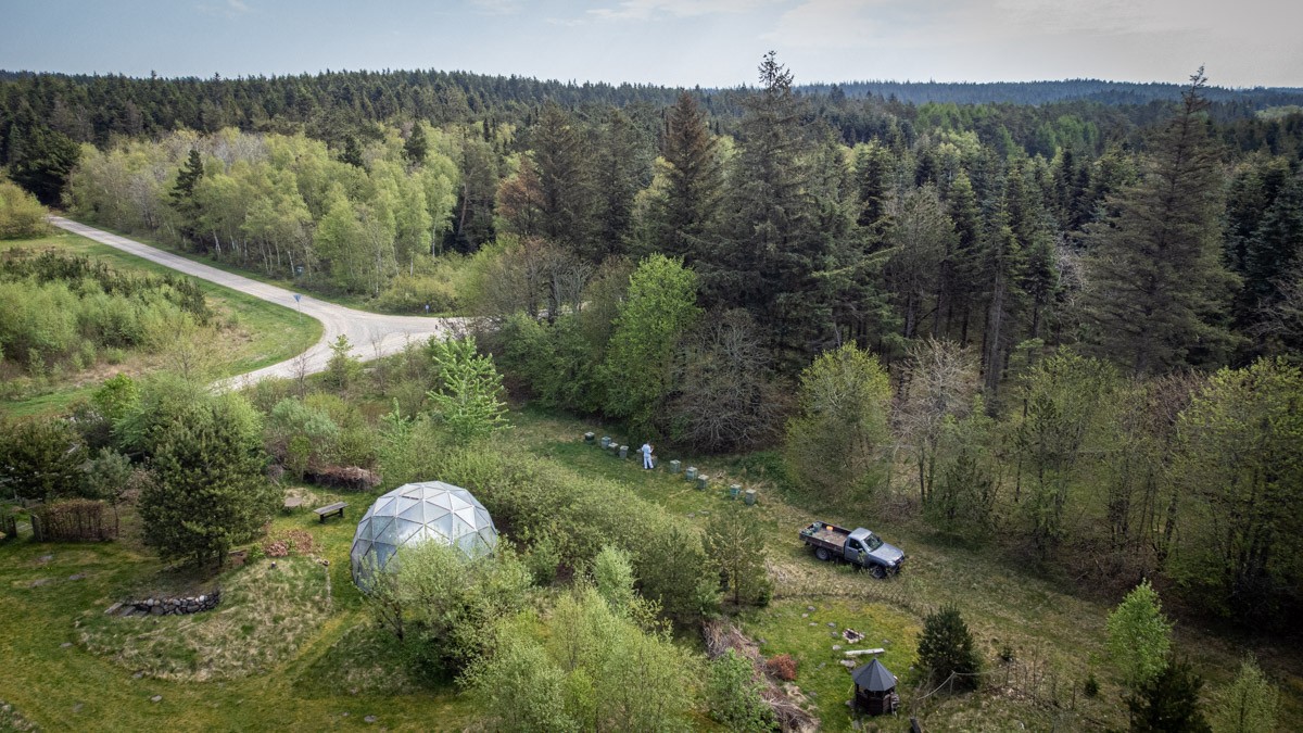 Bistaderne fra H.F. Økohonning må ikke længere være i Stråsø Naturnationalpark, så nu er de blevet flyttet 100 meter ud på den anden side af et læhegn på kanten af parken