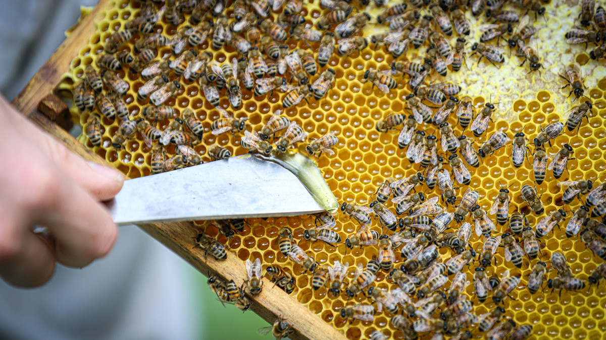 Alene i år stiger andelen af den testvindende økologiske honning fra 25 pct. til 50 pct. af den samlede produktion