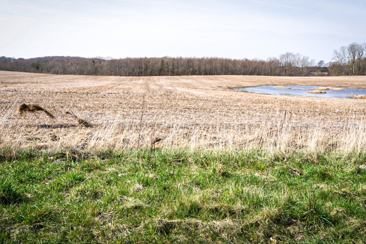 Billede viser to marker, hvoraf den ene er sprøjtet og helt visnet, mens den anden er grøn