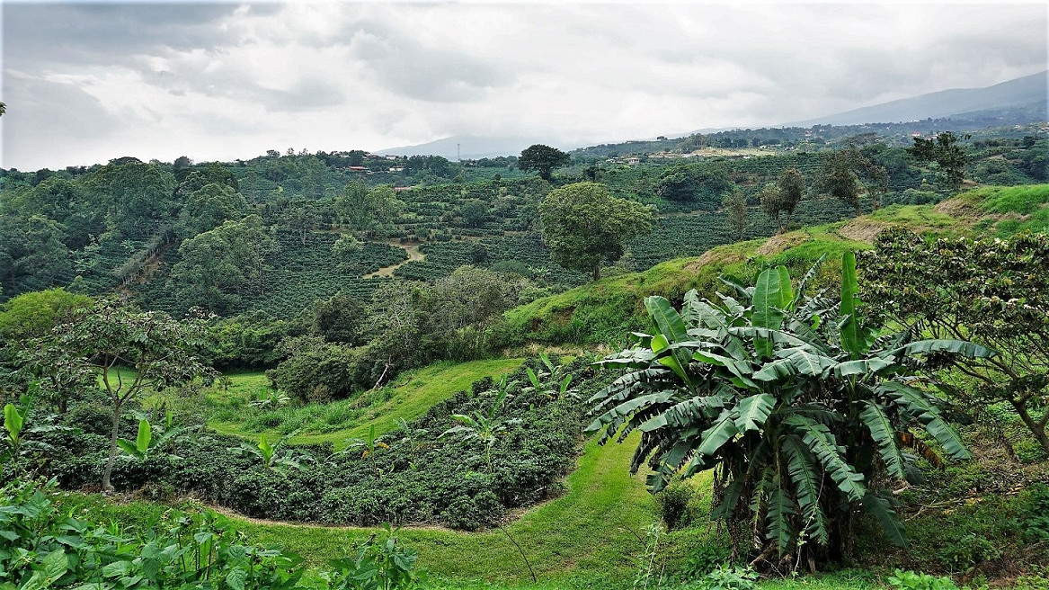 Her ses et eksempel på en kaffeproduktion med agerskovbrug: Blandt kaffeplanterne står øer af træer, hvilket har positive effekter på produktionen