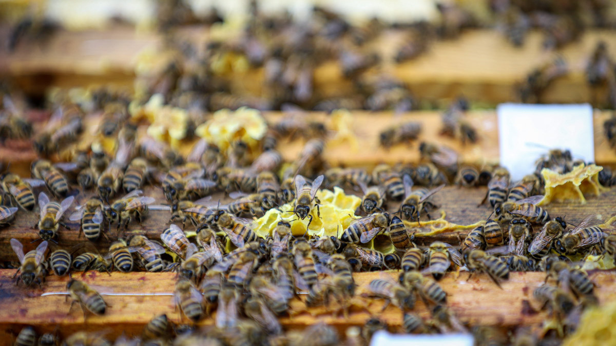 Bierne her har alle økostatus og har lige nu travlt med at samle honning fra Stråsø Naturnationalpark. Midt på sommeren kan der være op til 60.000 bier i en bistade – men kun én dronning