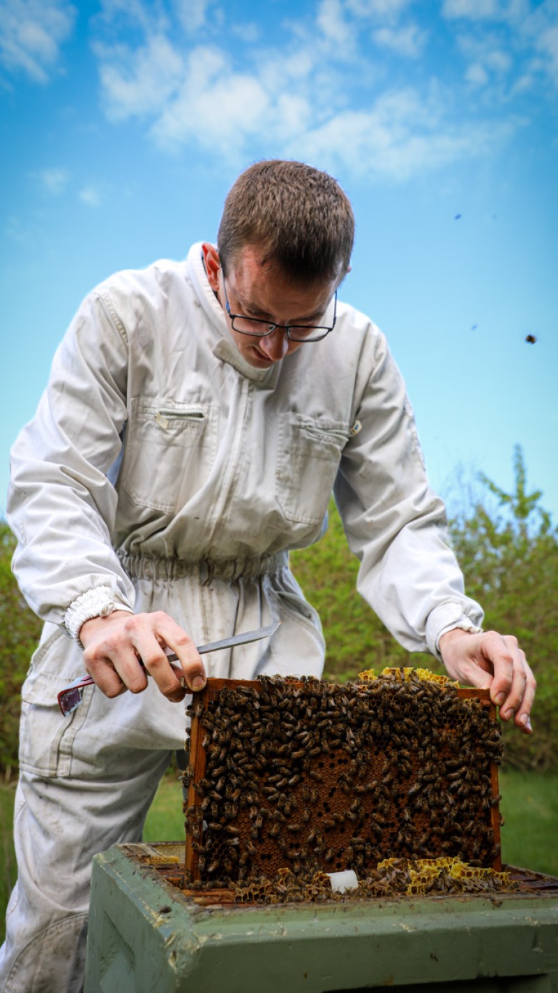 11 bistader udgør her en af de mange bigårde, som H.F. Økohonning har stående i mange forskellige naturområder i Vestjylland. I år håber de at nå op på 600 økologiske stader