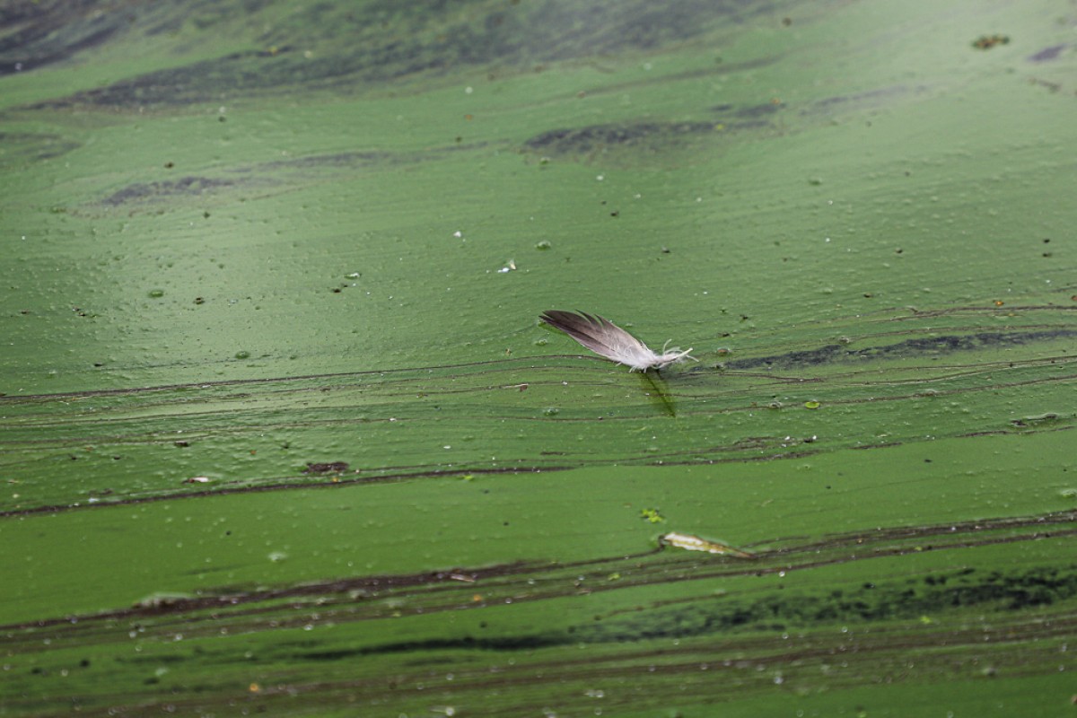 Grønne alger ligger som et tæppe oven på Arresø