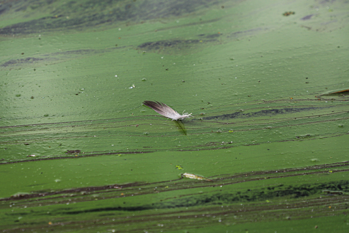 Grønne alger ligger som et tæppe oven på Arresø