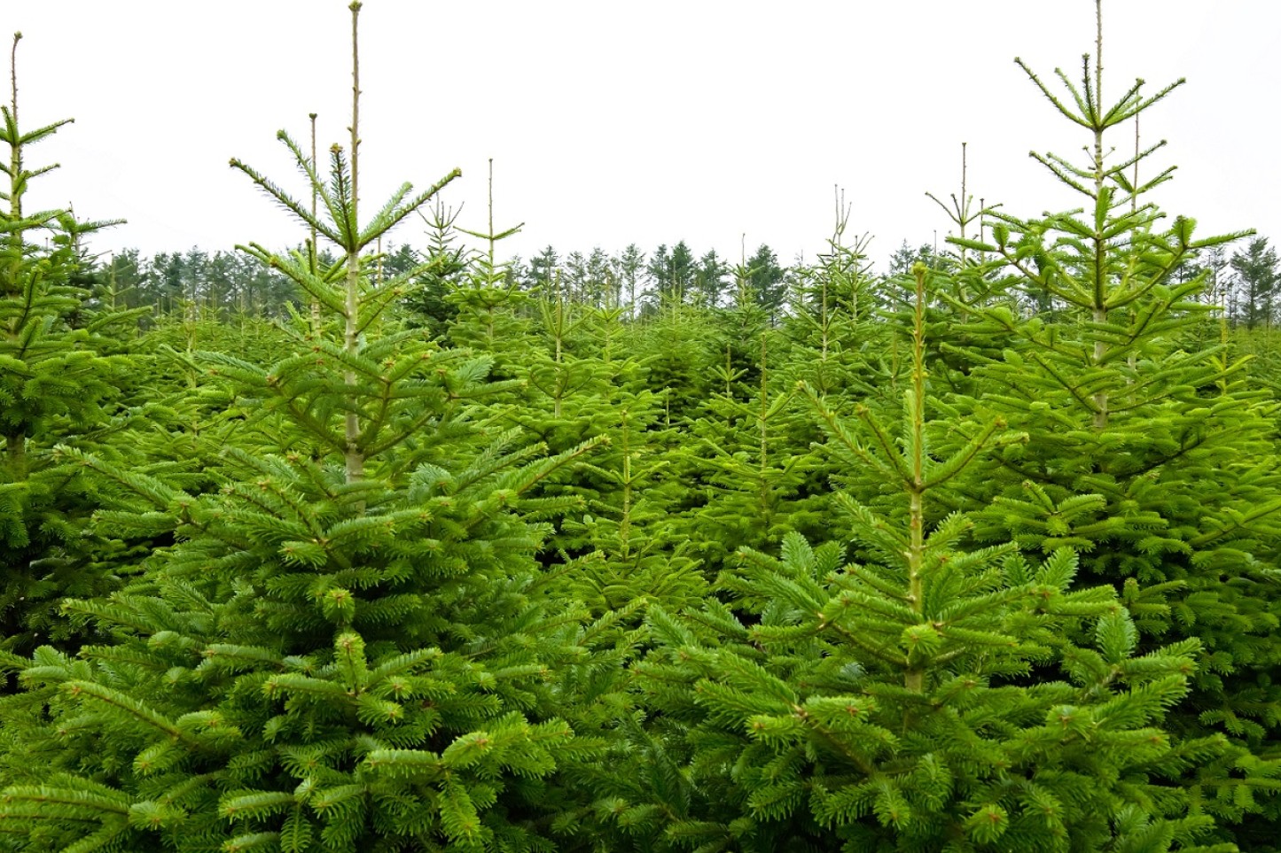 Billedet viser en skov af juletræer