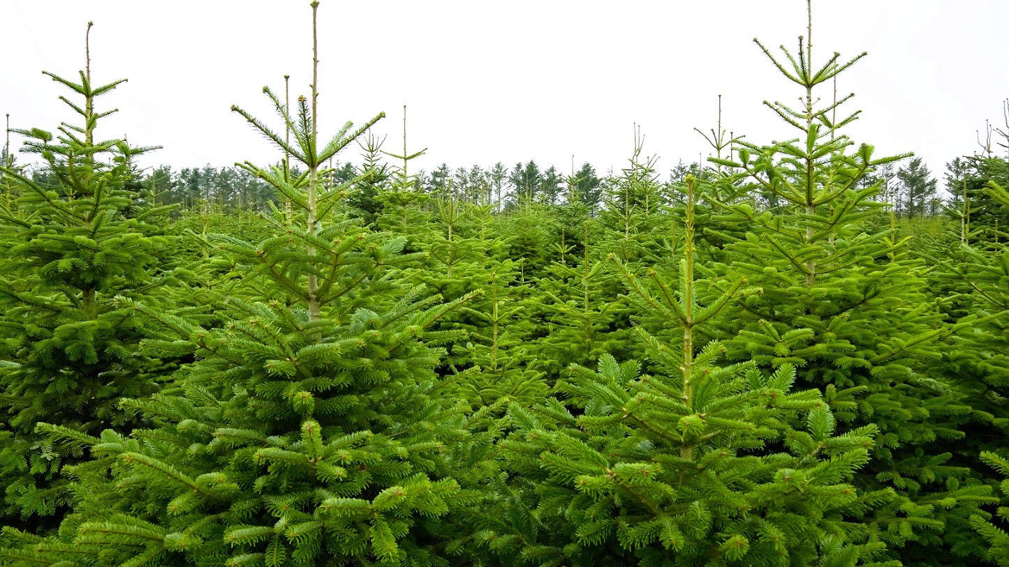 Billedet viser en skov af juletræer