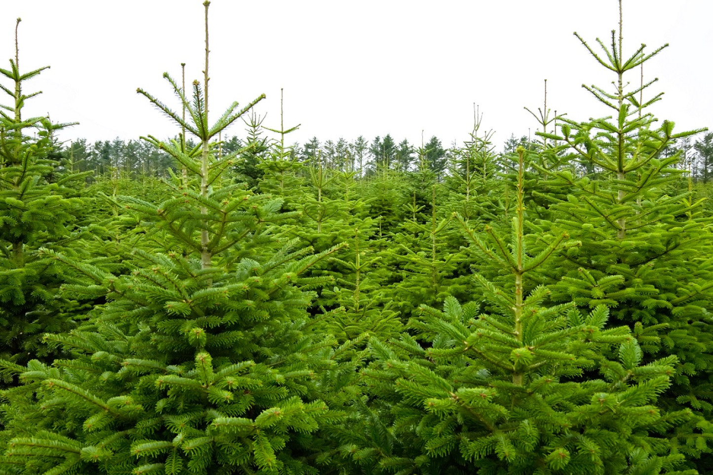 Billedet viser en skov af juletræer