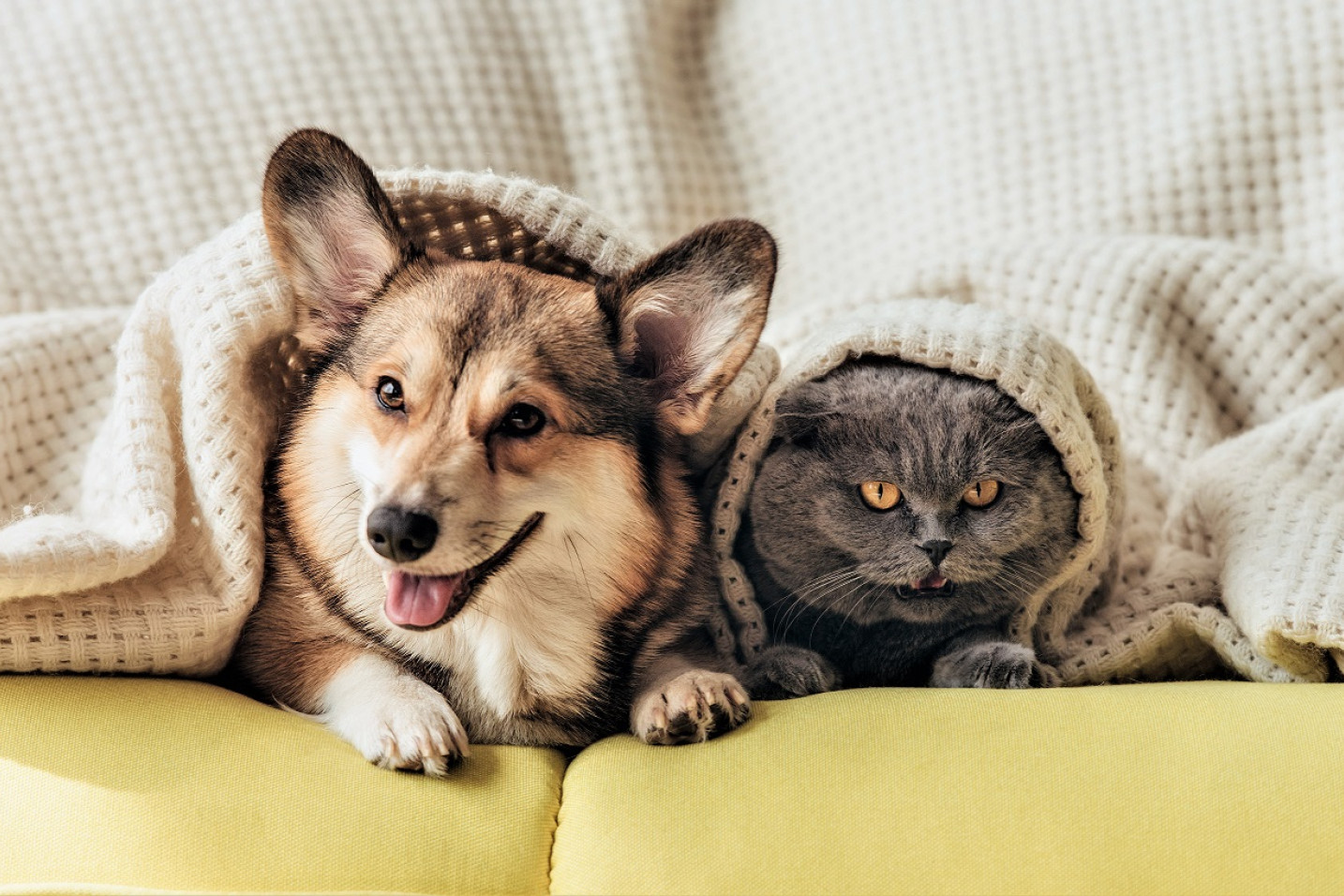 En hund og kat ligger på en sofa under et tæppe