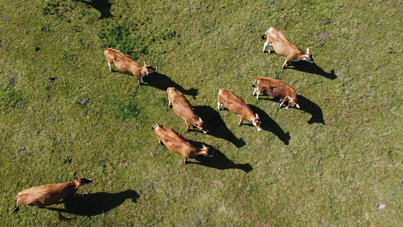 Dronefoto af køer på græs