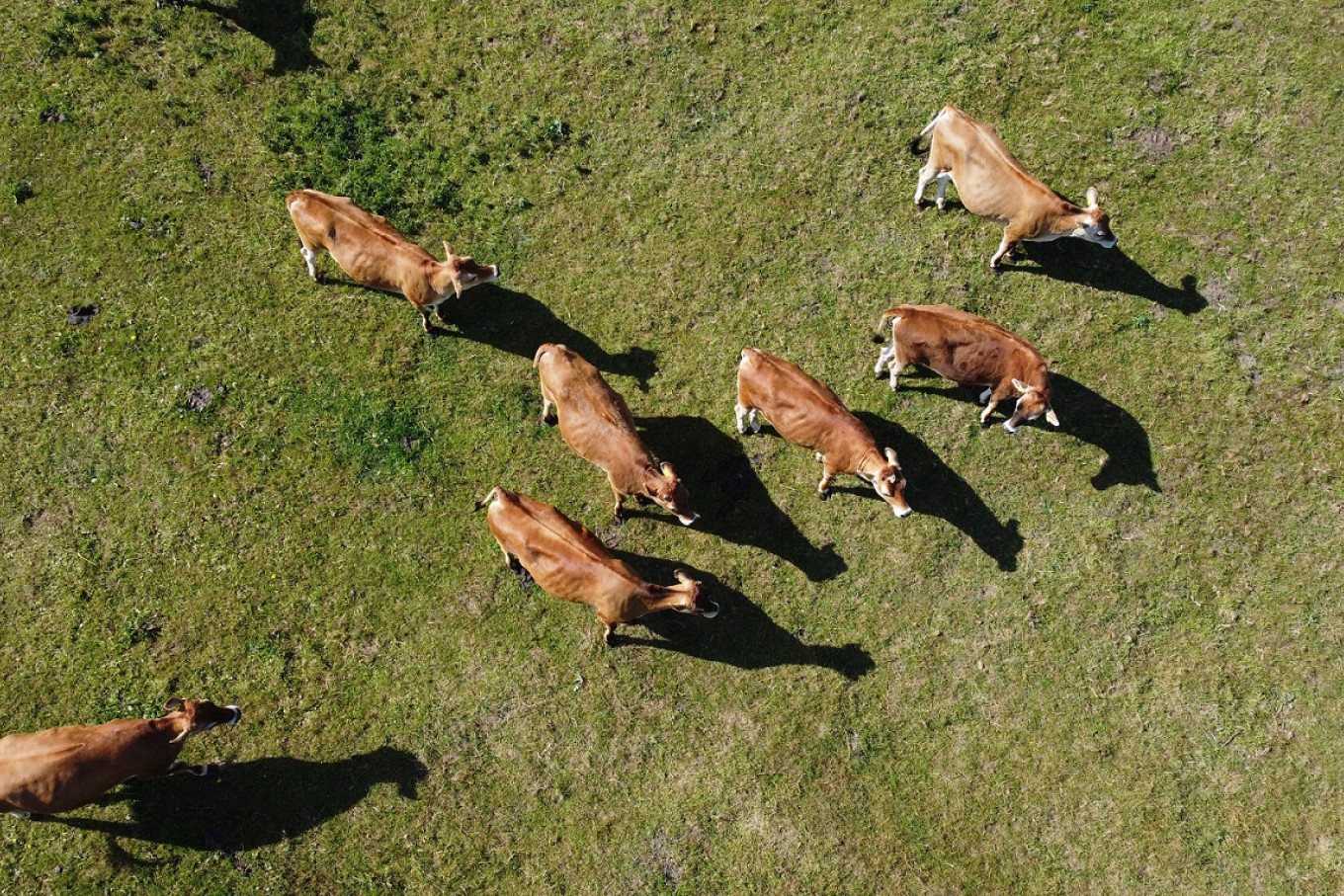 Dronefoto af køer på græs