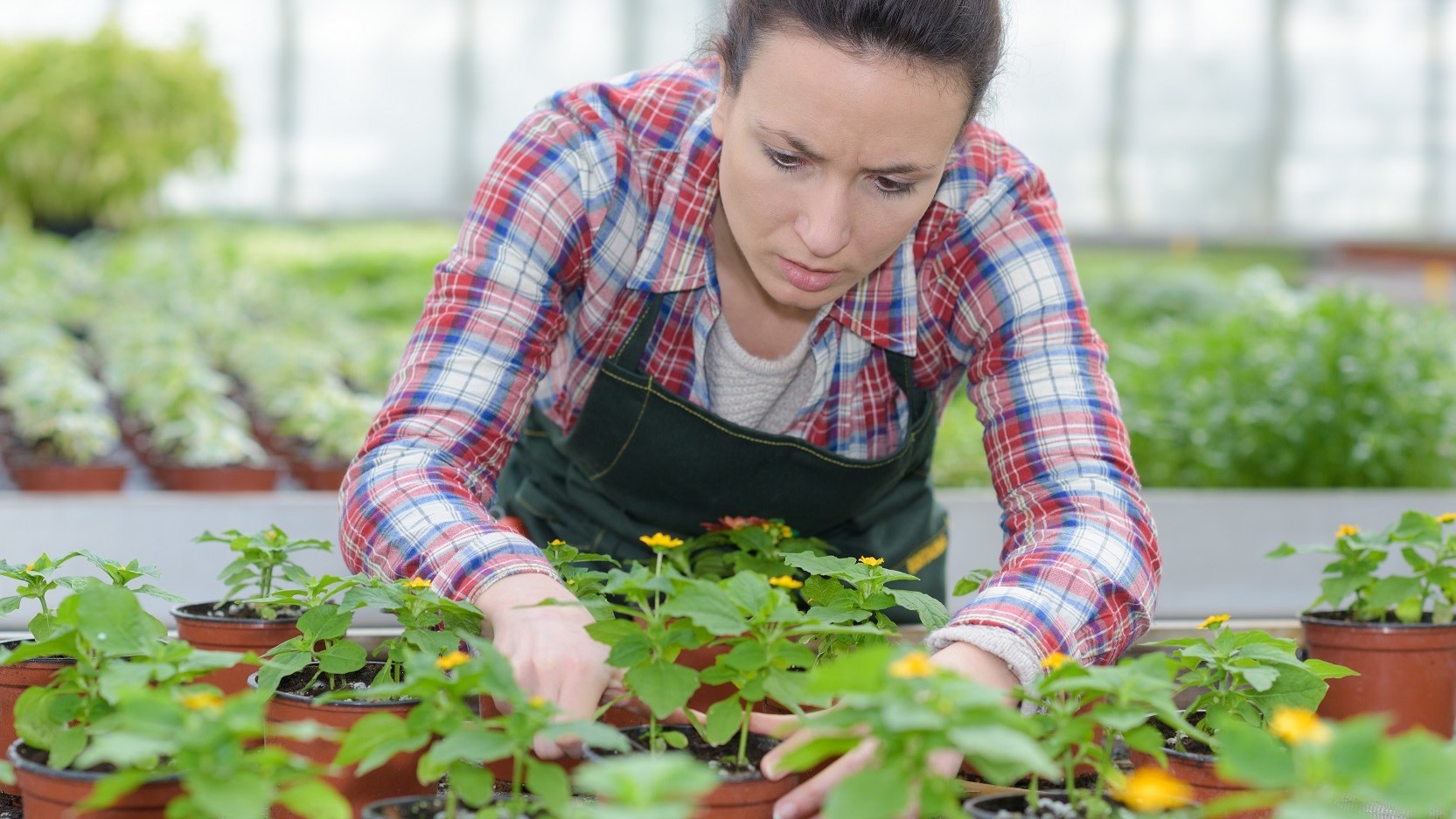 En kvinde arbejder i et gartneri