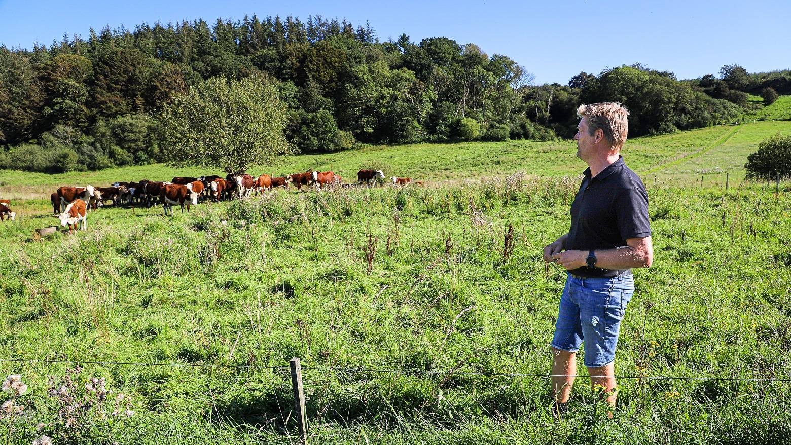 Michael Kjerkegaard demonstrerer for kød- og naturgræsserudvalget, hvor let det er at flytte kvæget fra mark til mark