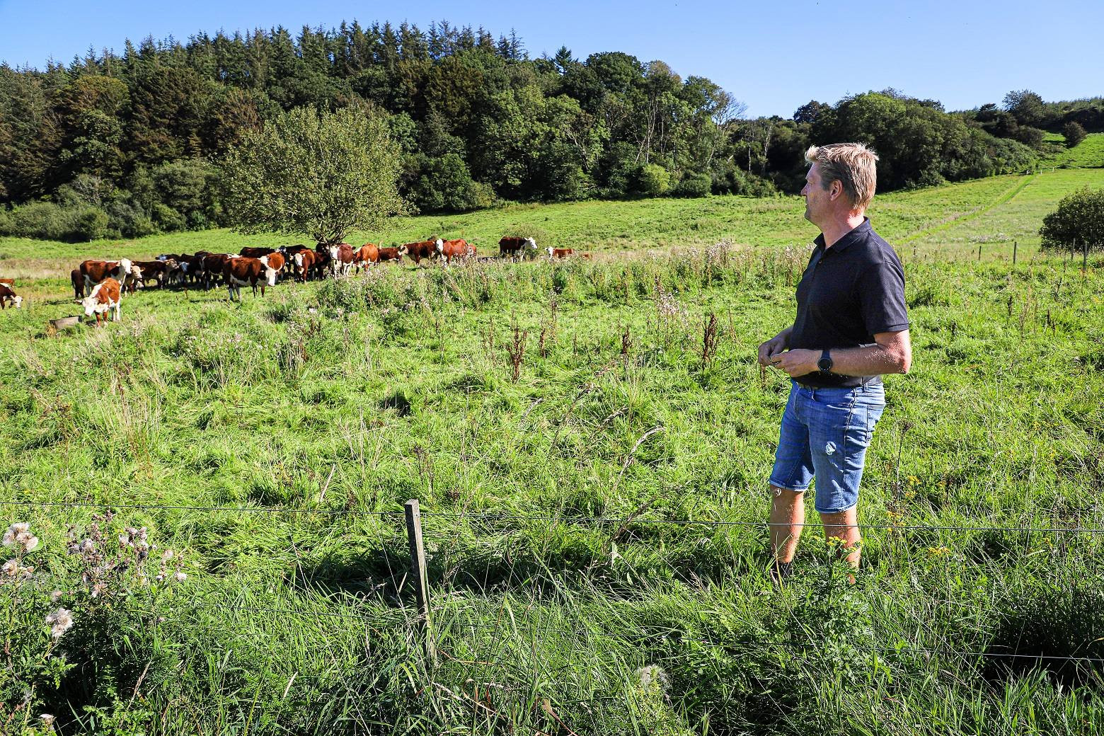 Michael Kjerkegaard demonstrerer for kød- og naturgræsserudvalget, hvor let det er at flytte kvæget fra mark til mark
