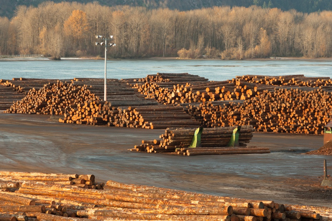 Fældede træstammer ligger stablet ved en flod