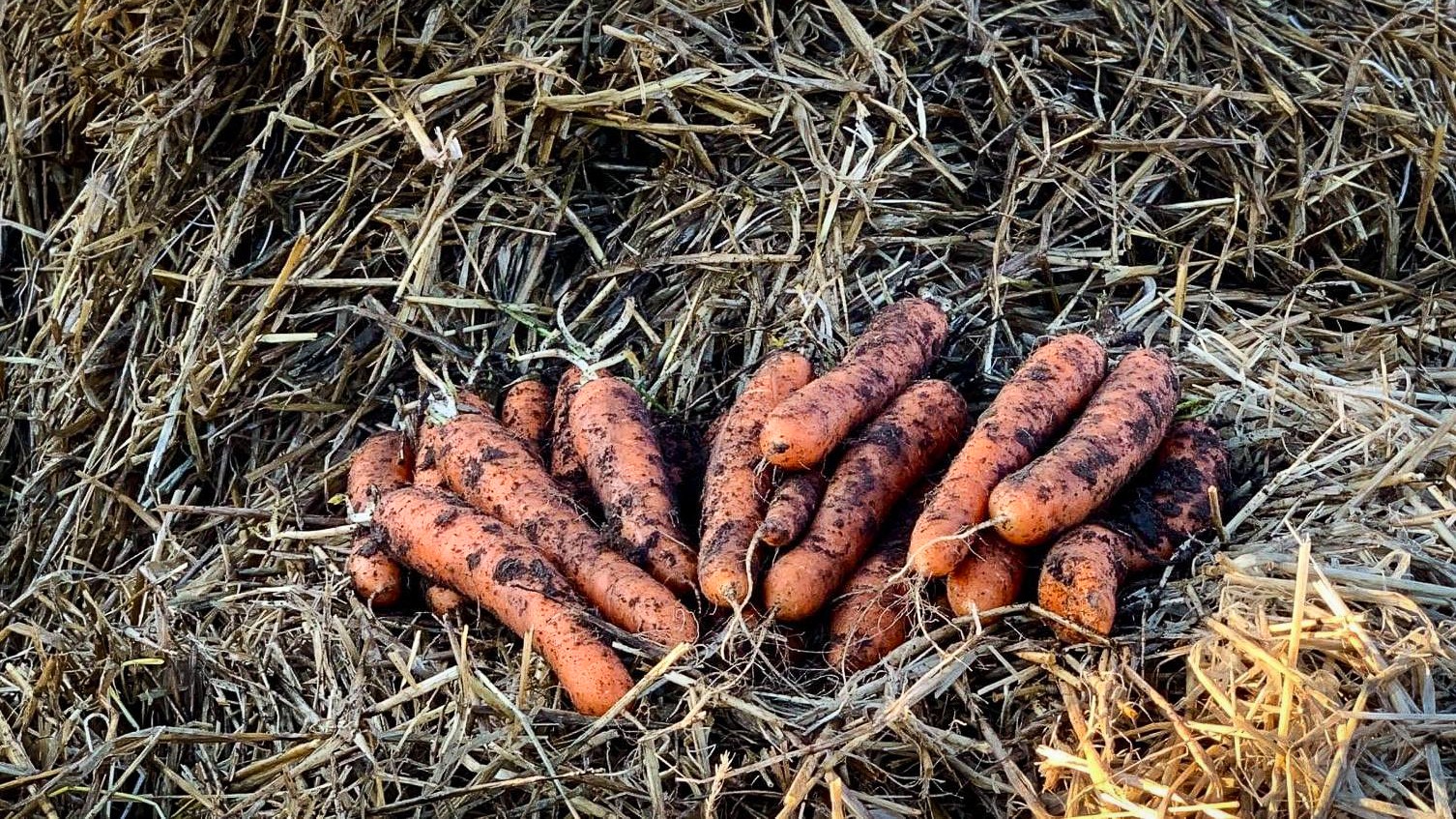 Afgrøderne dækkes typisk med halm og plastik for at beskytte dem mod regn og frost, men det har i år været svært skaffe halmen på grund af den dårlige kornhøst