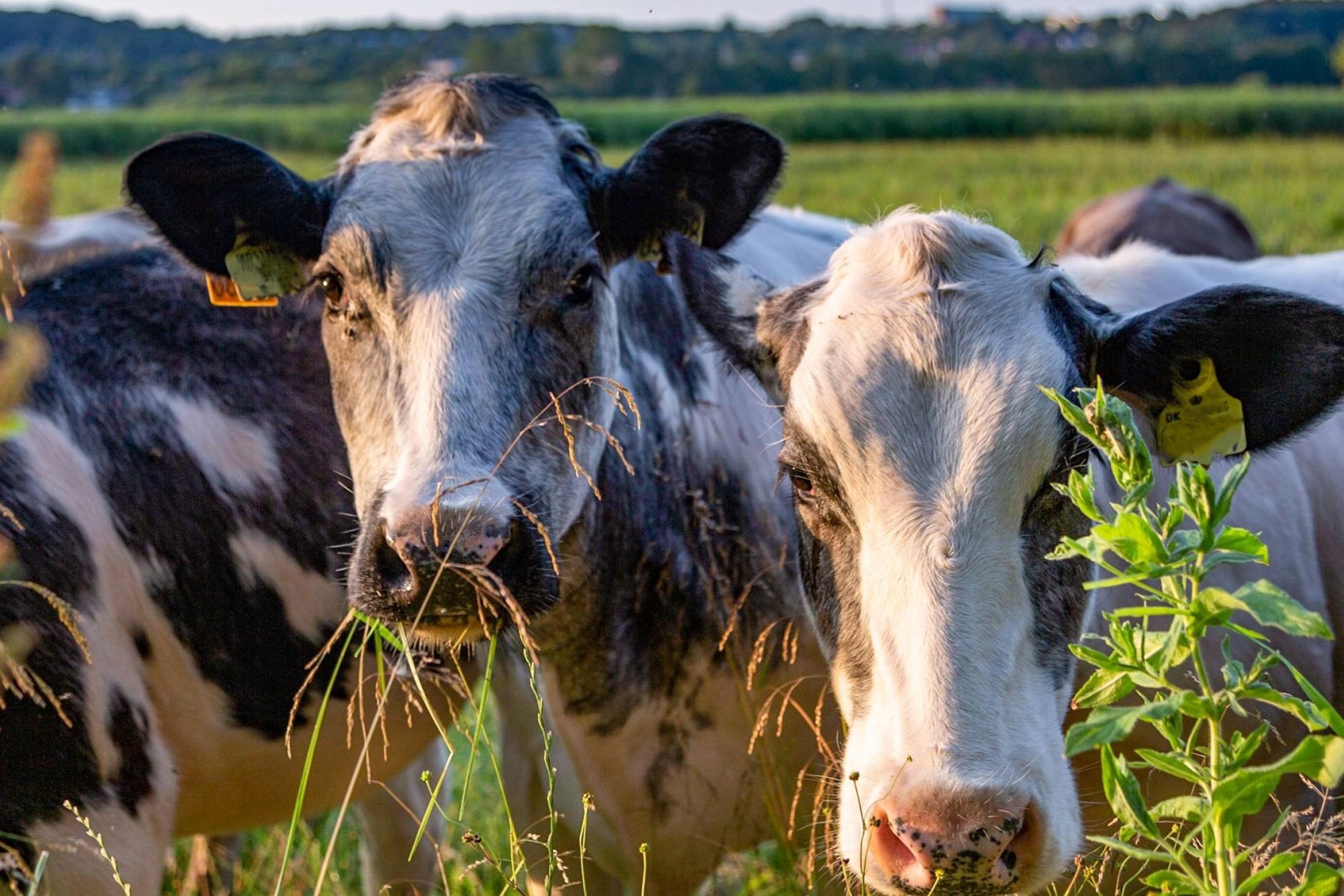 Tre køer står og spiser græs, mens de ser mod kameraet