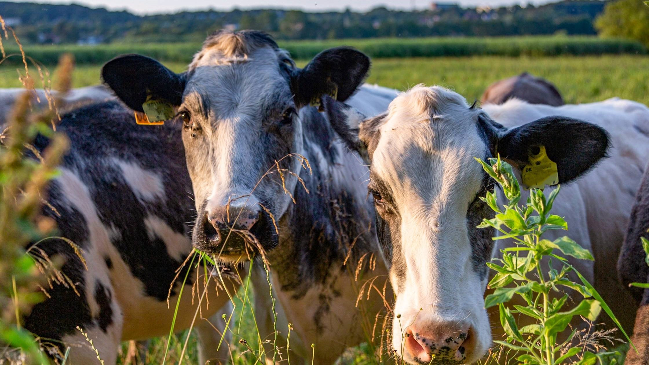 Tre køer står og spiser græs, mens de ser mod kameraet