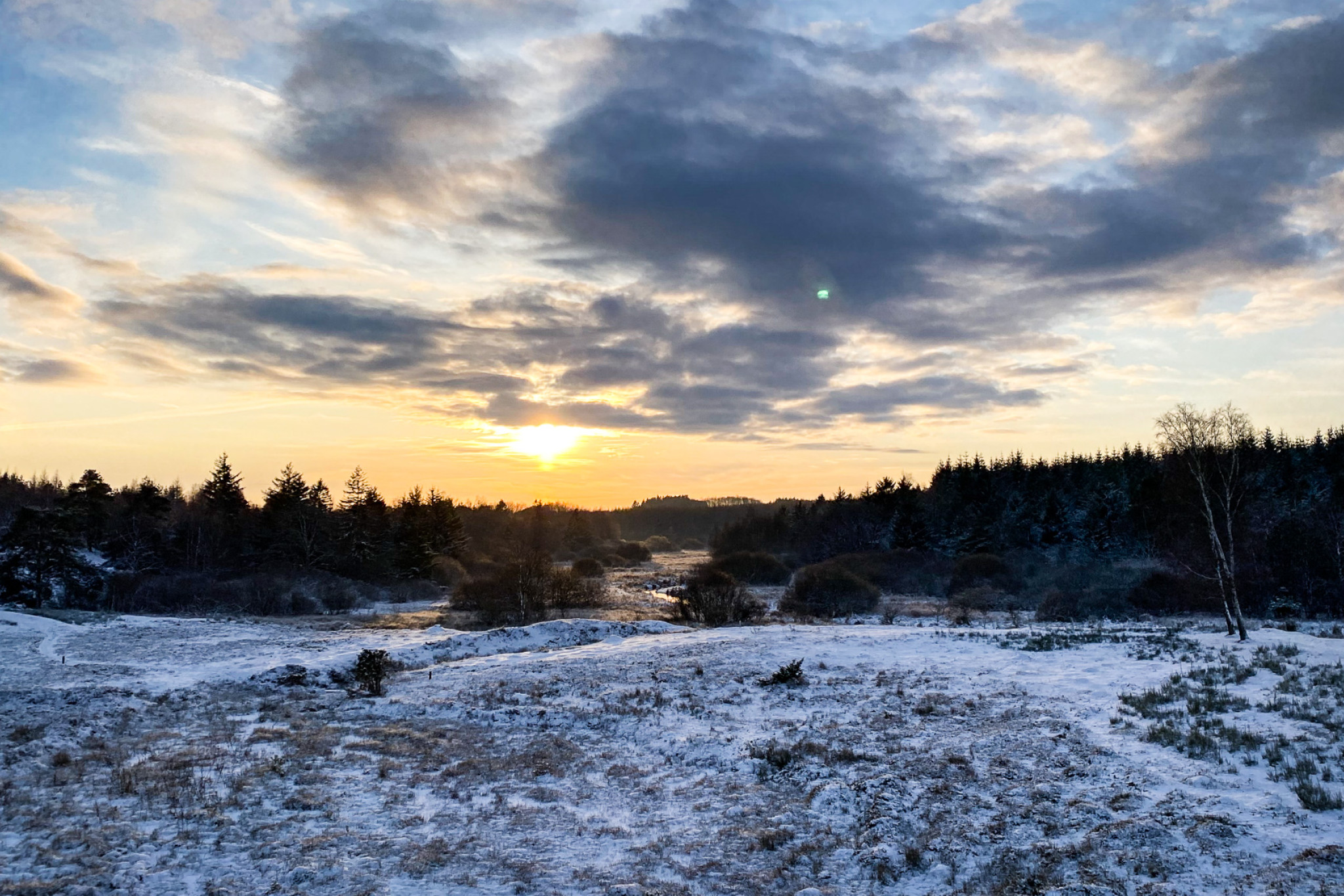 På billedet ses et snedækket landskab ved Birkesø vest for Viborg, der bliver afgræsset af galloway-kvæg
