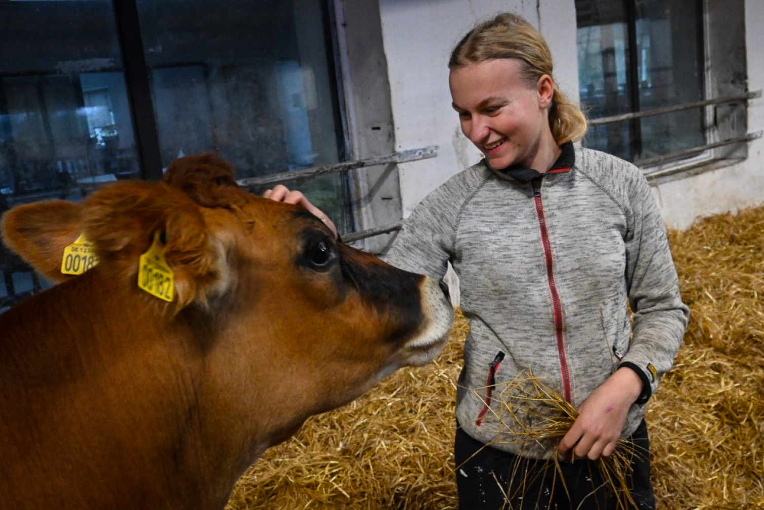 Christine Frost klør en ko i panden i stalden på Kalø