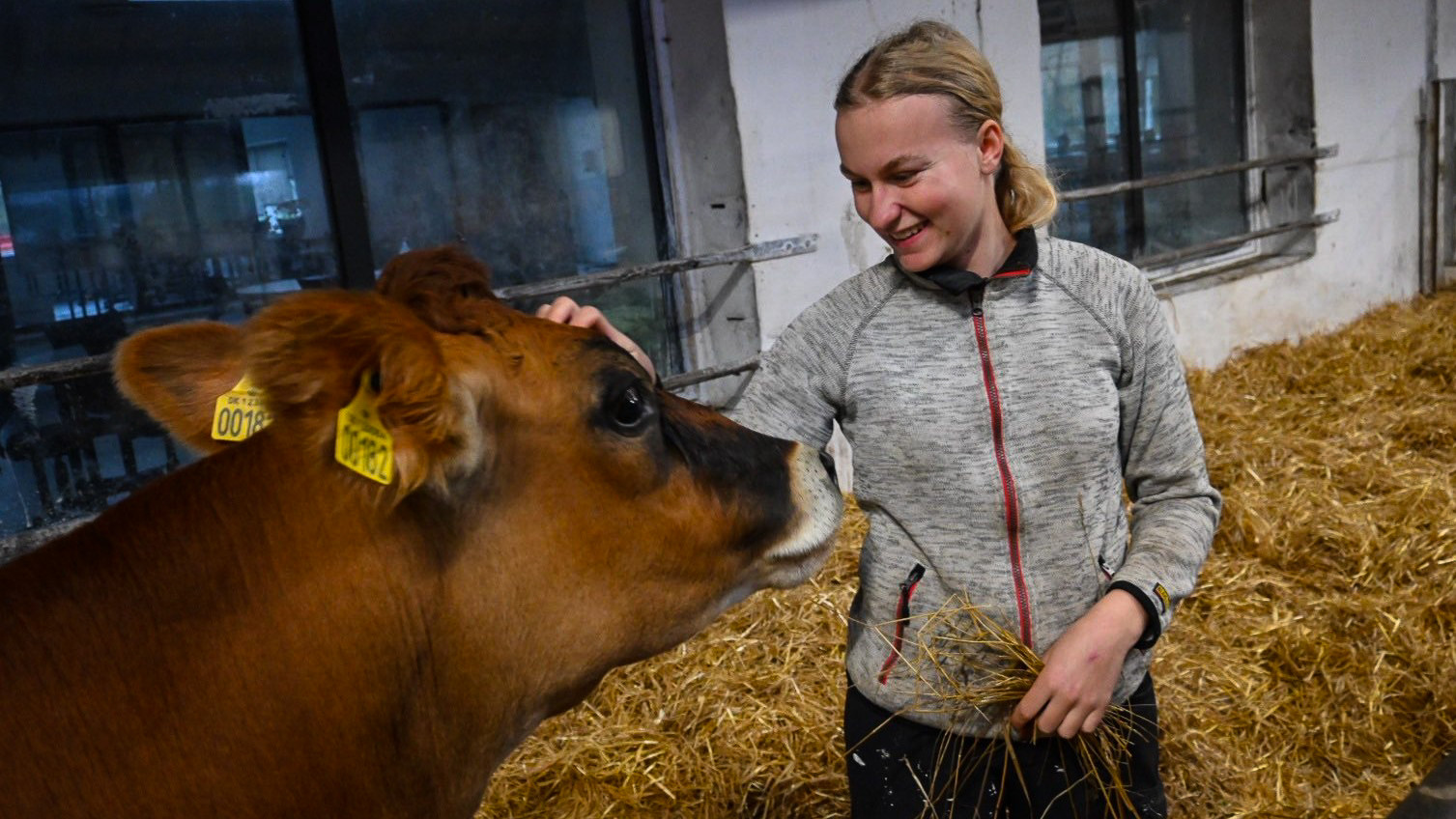 Christine Frost klør en ko i panden i stalden på Kalø