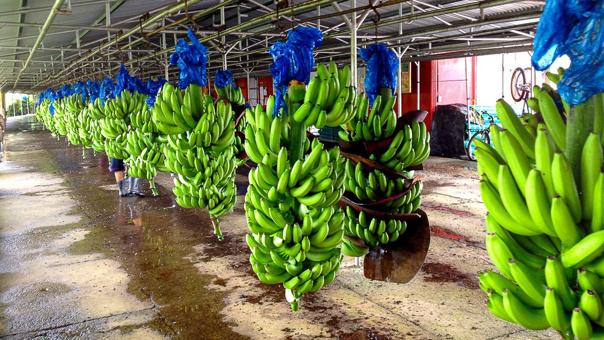Bananer hænger i klaser i en produktionshal