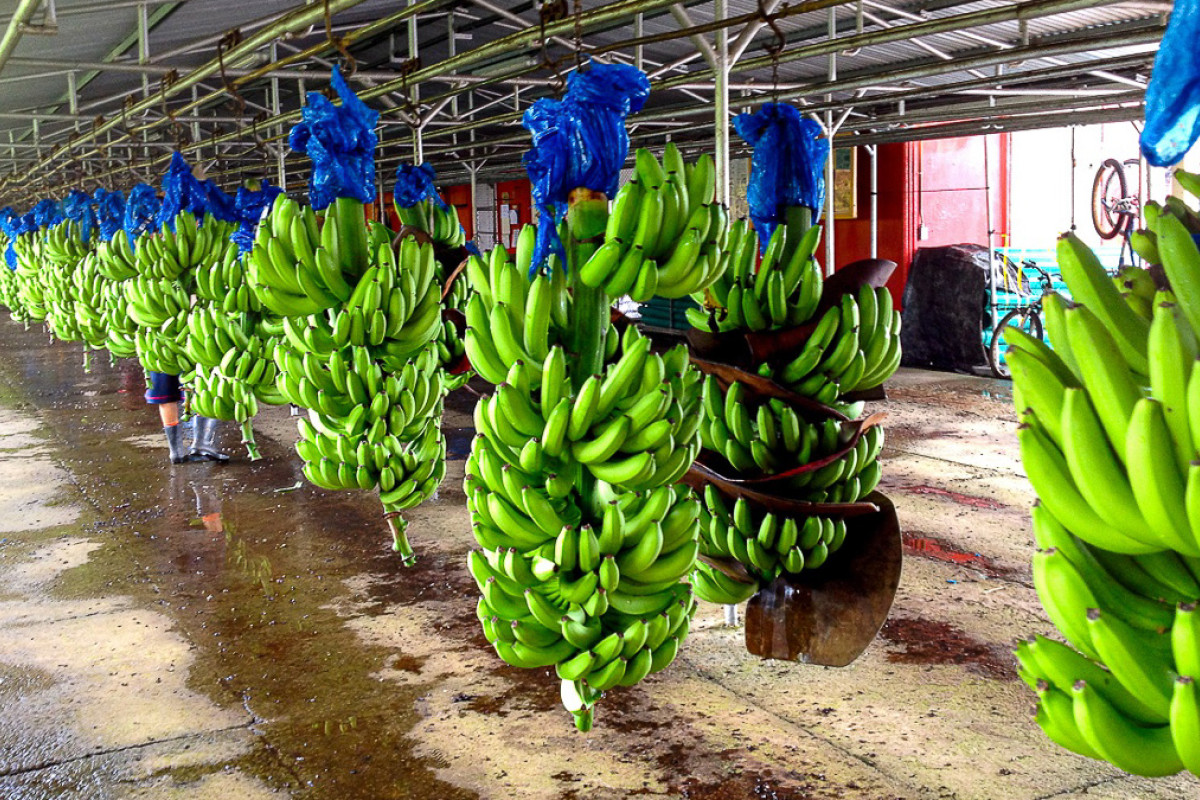 Bananer hænger i klaser i en produktionshal