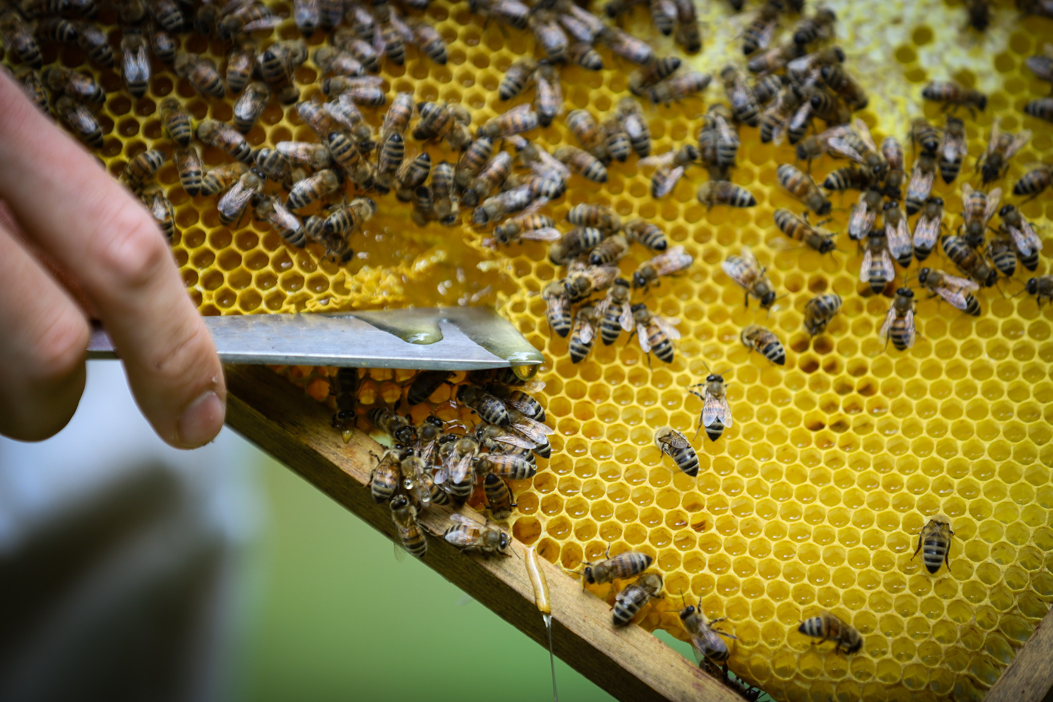 Økologiske honningbier i gang med at producere honning