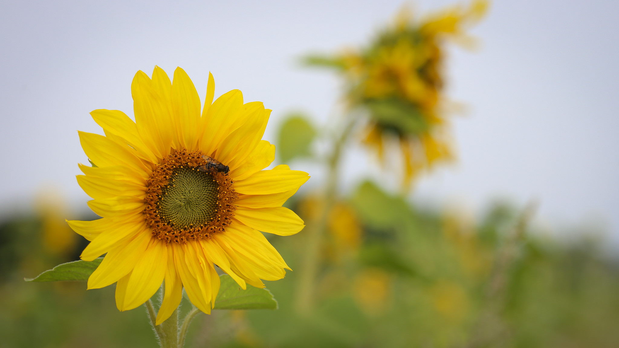 Den populære biordning med blomster- og bestøverbrak er meget attraktiv for bierne - men øko-bierne er forment adgang til de fleste af markerne, fordi de regnes som konventionelle. Selv om de hverken må gødes eller sprøjtes