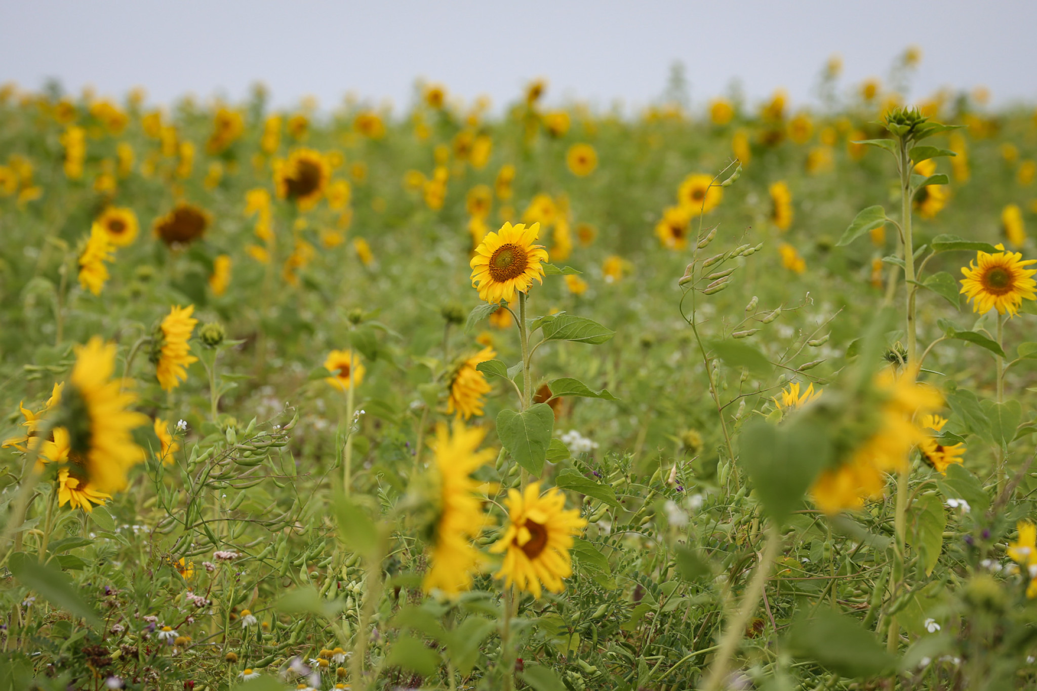 Solsikke i blomsterbrak