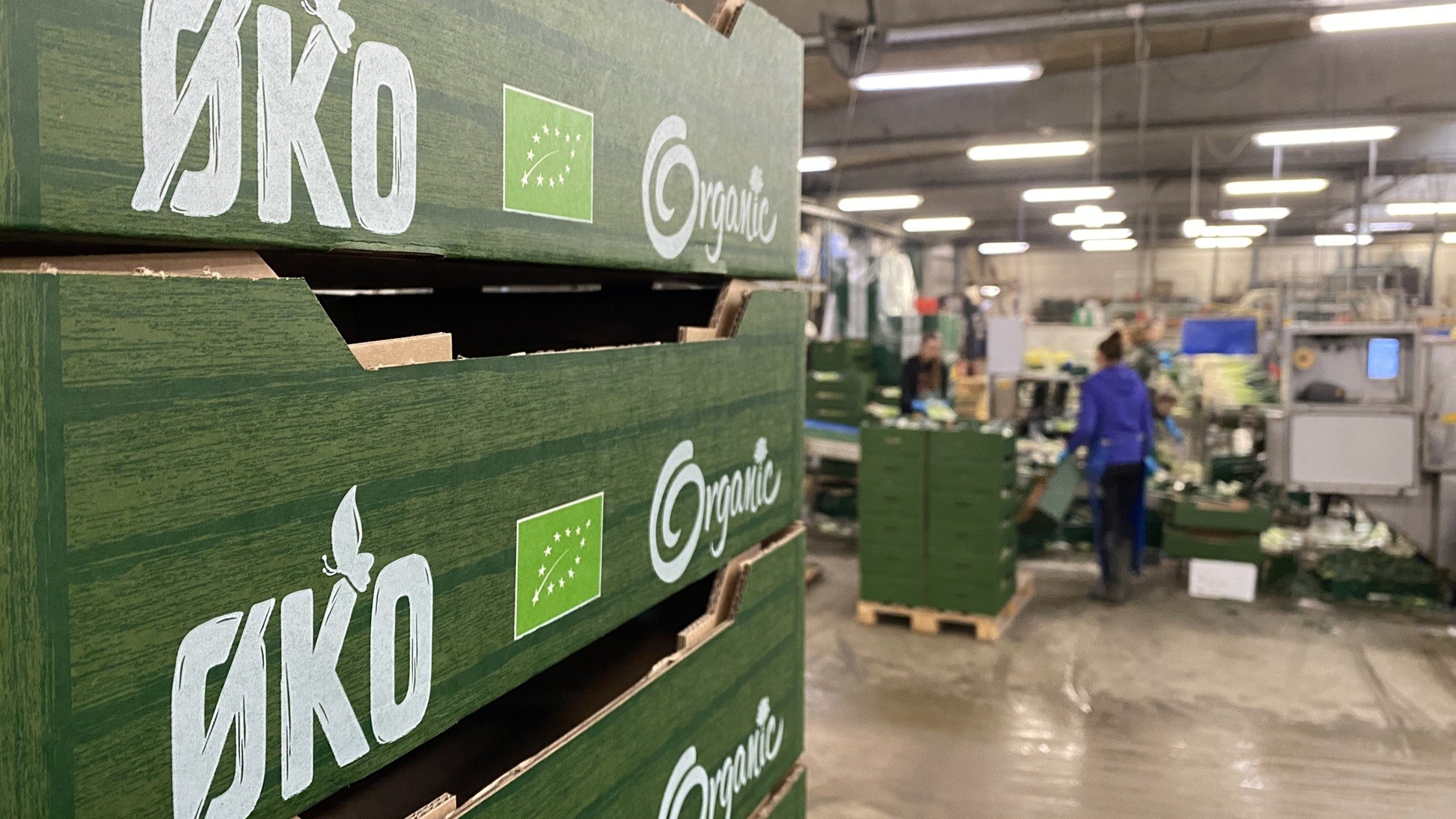 Flere danske grøntsagsproducenter som DanGrow sælger hovedparten af produktionen på hjemmemarkedet, men Økologisk Landsforening vurderer, at der er gode muligheder for at finde kunder i de professionelle køkkener syd for den danske grænse