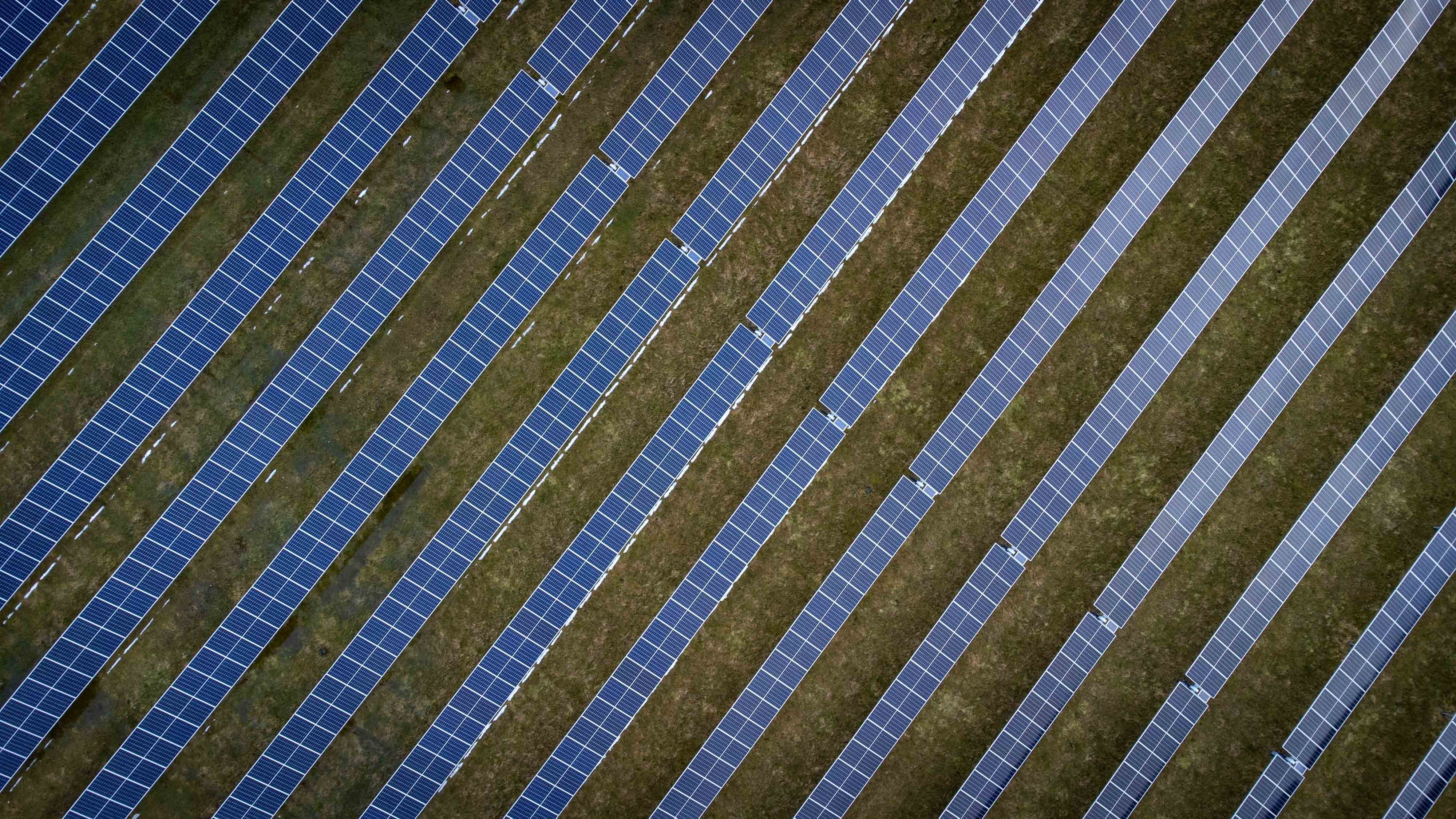 Om vinteren får de økologiske marker under solcellerne normalt fred, mens fårene typisk græsser på konventionelle frøgræsarealer