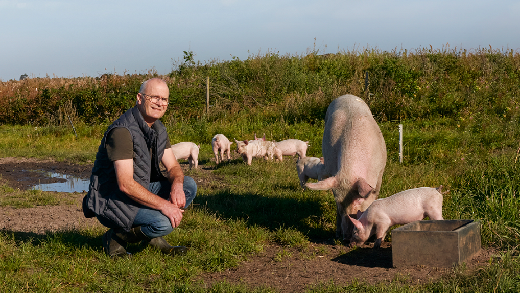 Griseproducent Flemming Madsen fra Sørvad med grise i faremark