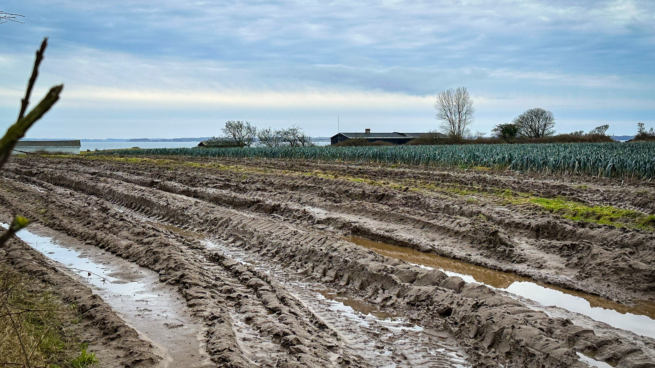 Det er svært for almindelige traktorer at manøvrere mellem porrerne, der skal op af jorden og videre til butikkerne hver dag - uanset vejret