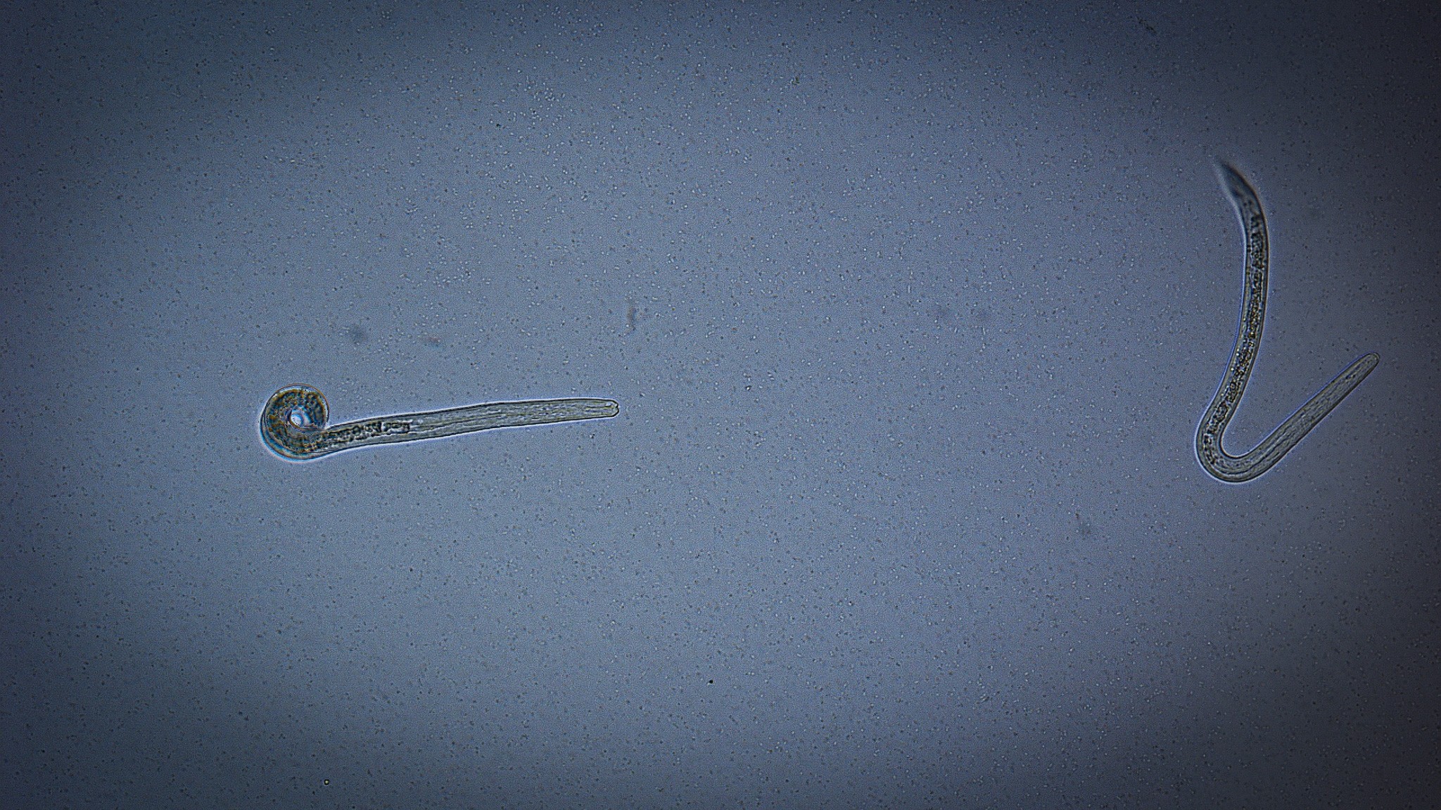 Når larven fra en spoleorm er levende, krøller den og bevæger sig. Men når den tilføres ekstrakt fra rødkløverpulp, retter den sig ud og dør