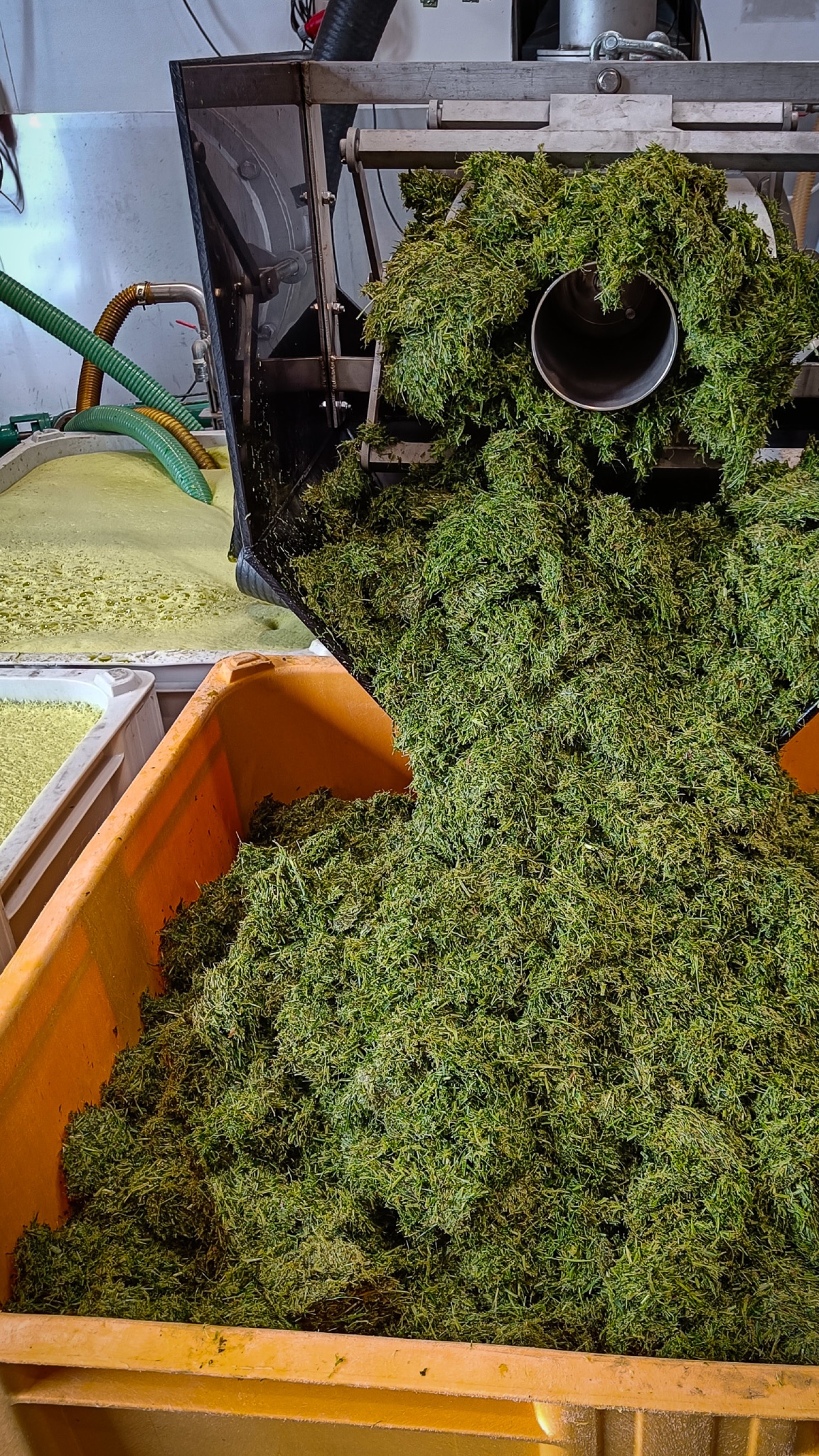 Aalborg Universitet laver selv græsprotein i laboratorieskala. Her ses restproduktet eller