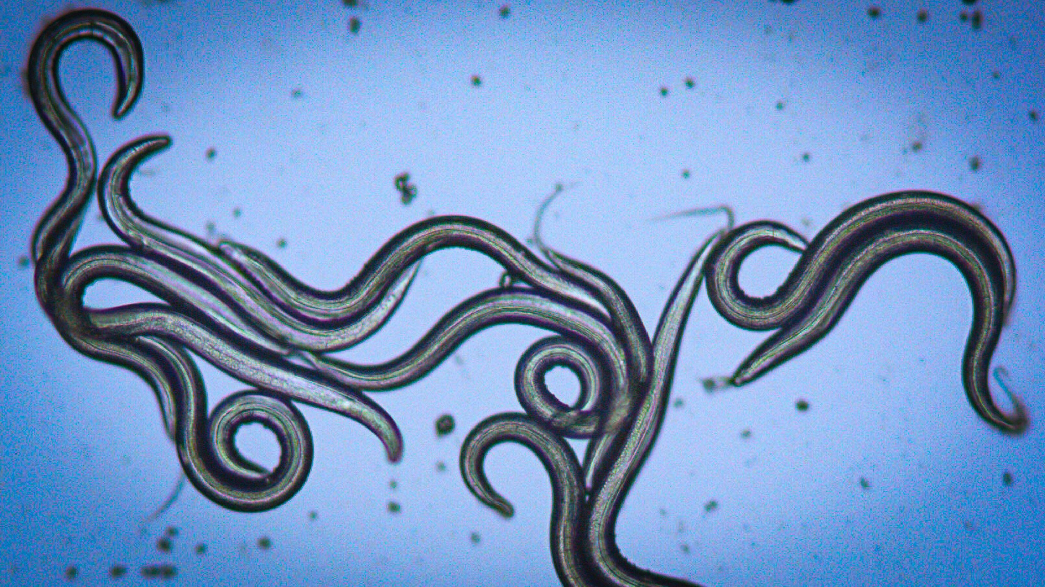 På billedet ses levende larver fra spoleorm - når de dør, retter de sig ud