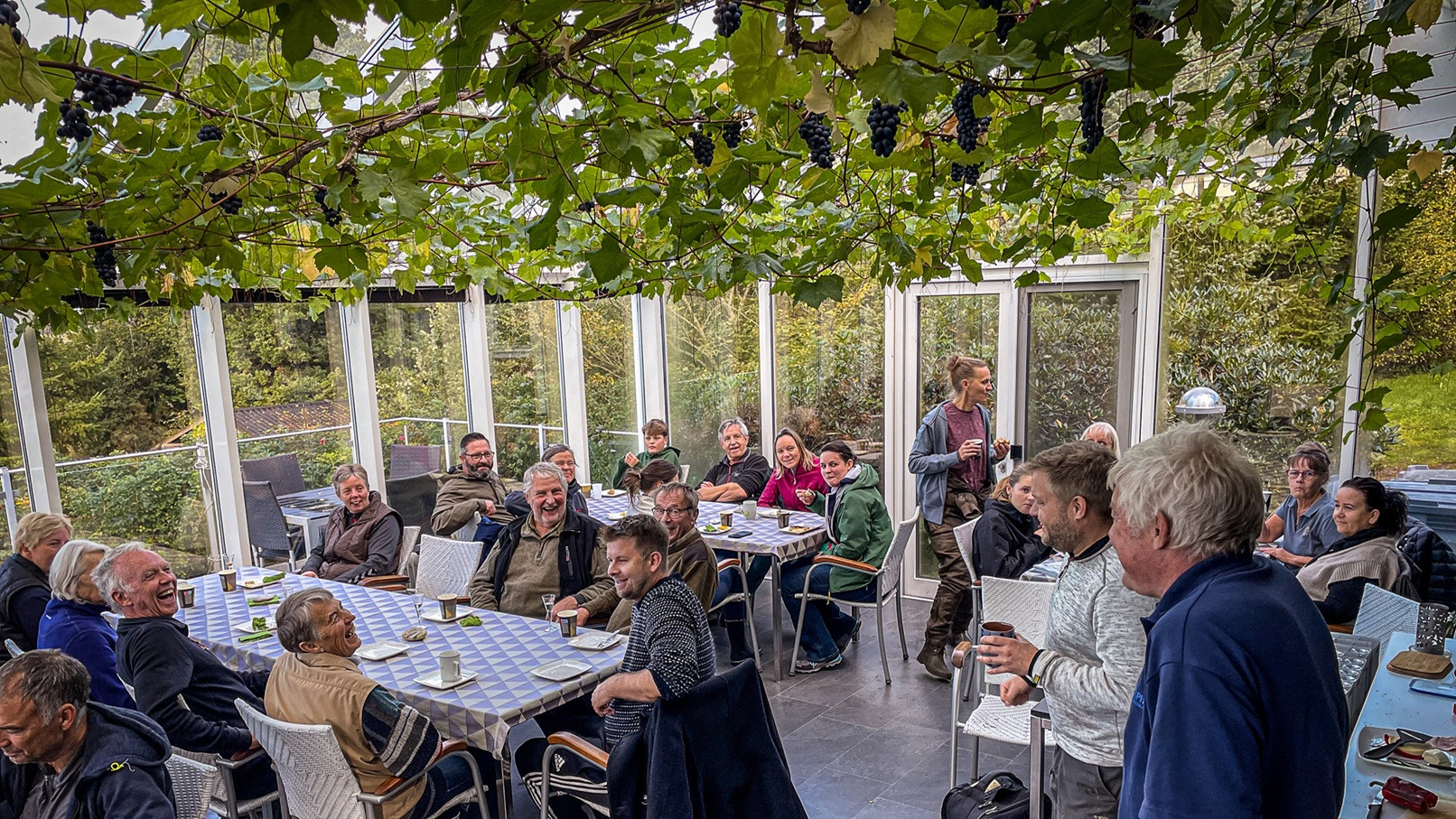 Stemningen var høj blandt de frivilligere vinplukkere ved morgenkaffen i orangeriet, hvor vindruer af sorten Cabaret Noir hang ned fra vinranker i loftet