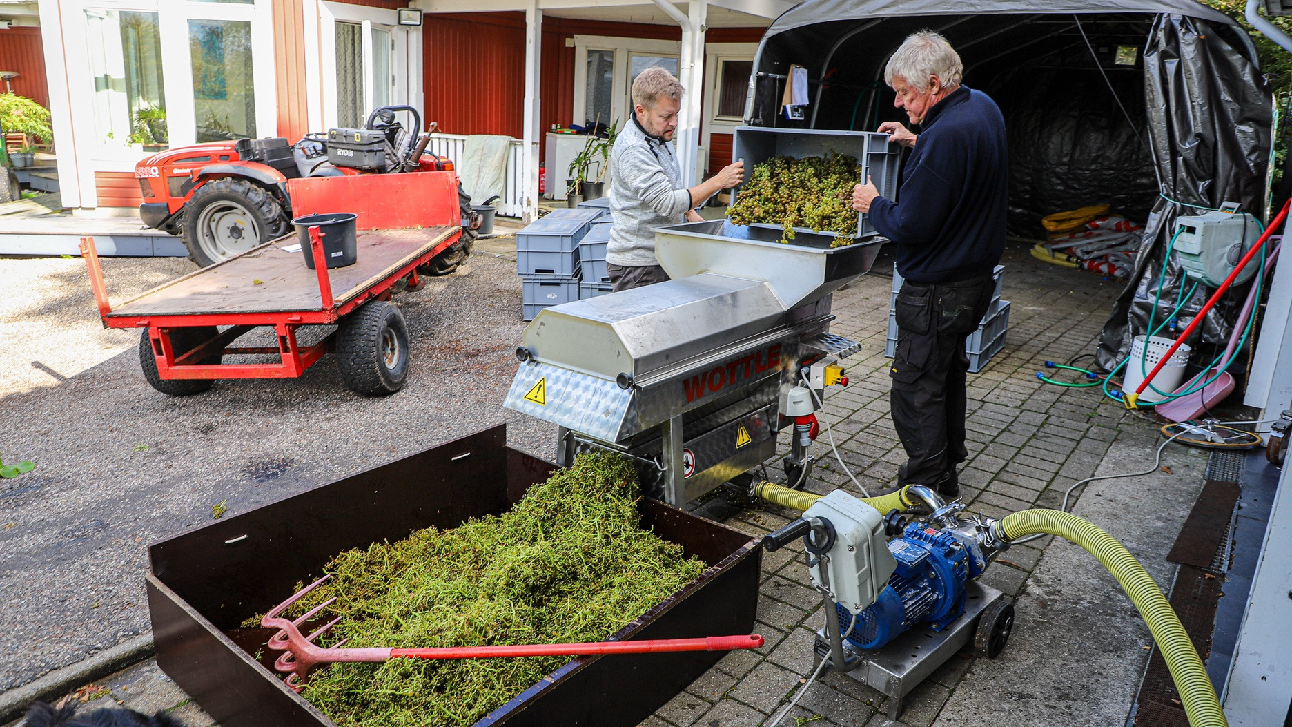 Hjemme på vineriet hjælper far og søn hinanden med at løfte de tunge druekasser hen til vægten og videre til afstilkeren