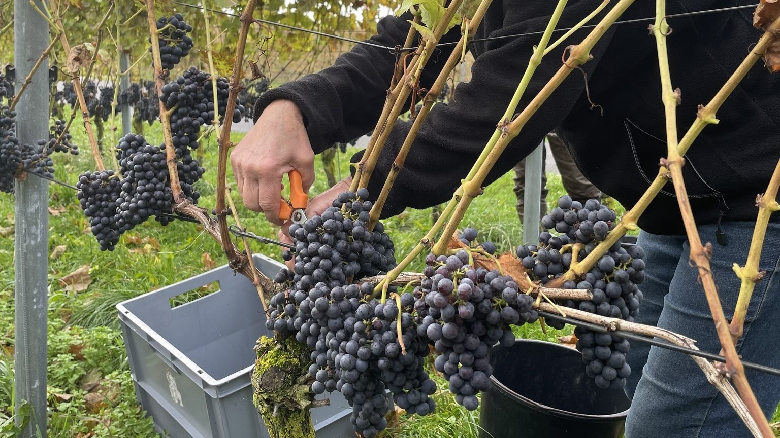 For første gang er der i år to danske vingårde blandt årets høstmarkedsværter