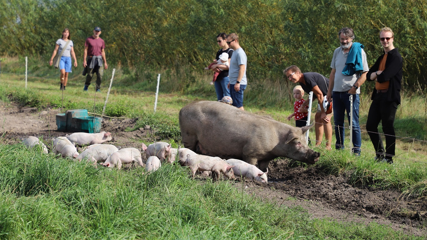 Varde Ådal Lam producerer årligt 300-400 økologiske grise, og faremarken var et populært mål for både børn og voksne