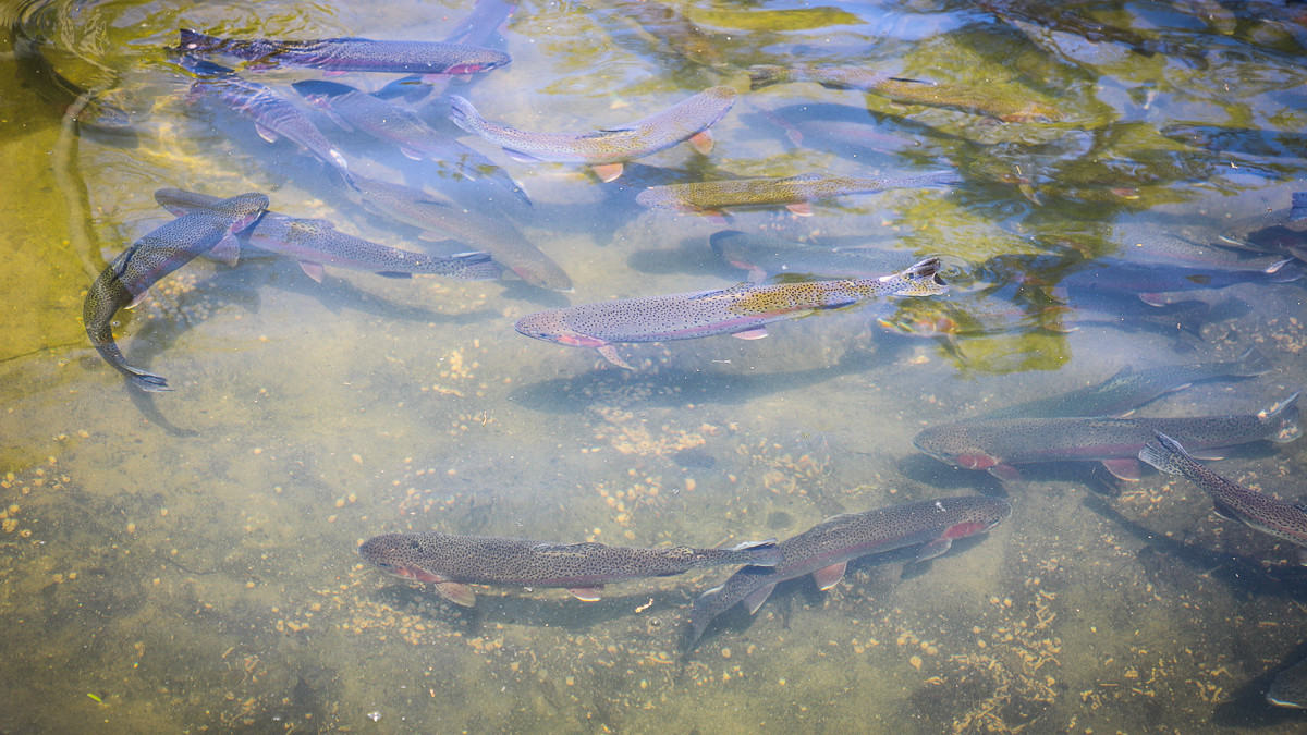 De økologiske ørreder har god plads i dammene, hvor de får økologisk foder med et stort indhold af fiskemel og fiskeaffald. Det sikrer fiskene et stort indhold af den essentielle omega 3 fiskeolie