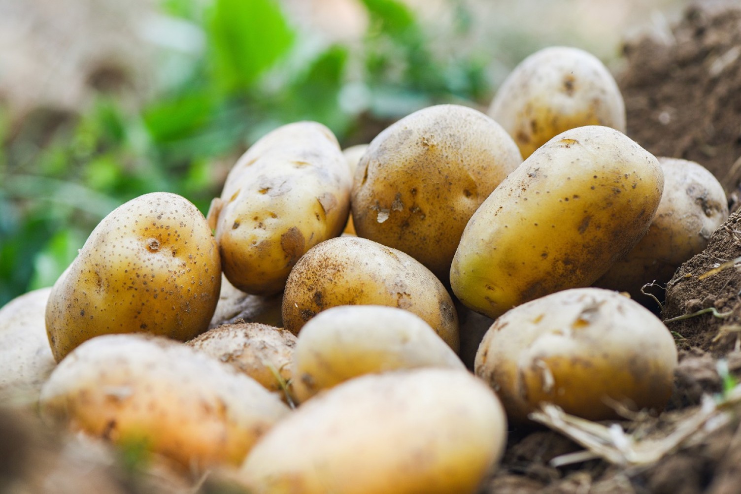 Kartofler ligger i en bunke på jorden