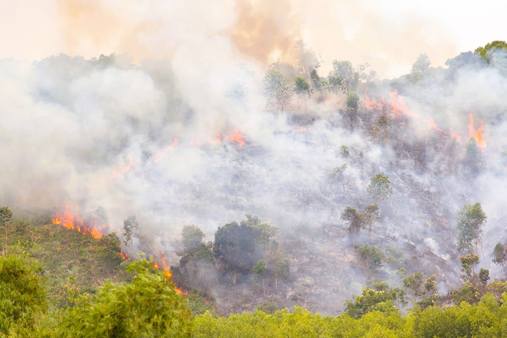 Man ser en skovbrand