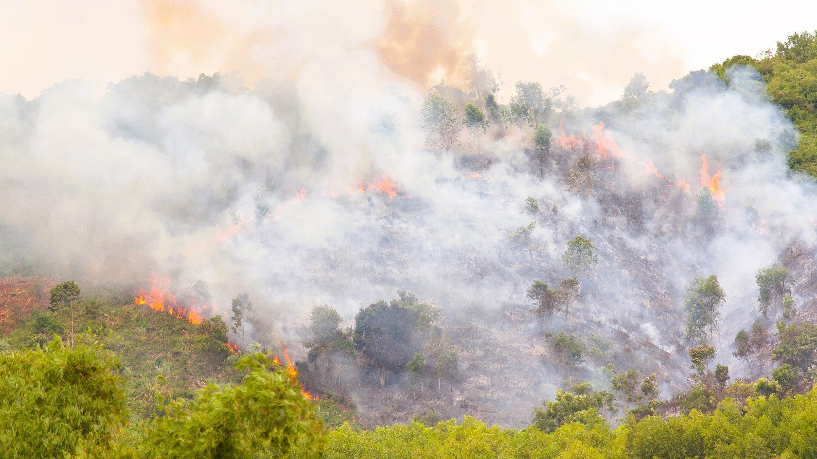 Man ser en skovbrand