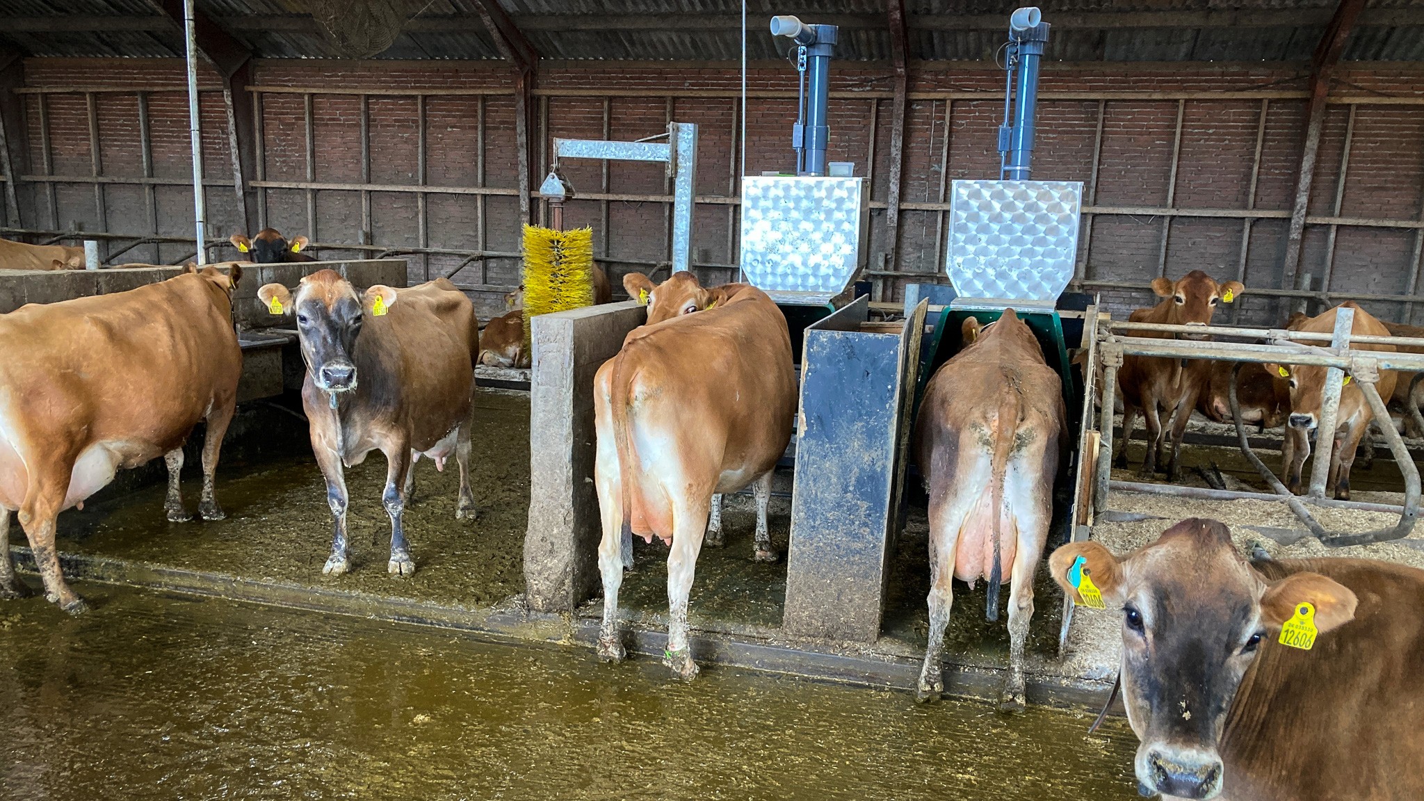 Økologiske malkekøer får registreret bøvser og dermed deres metanudslip i en af de avancerede GreenFeeders, der var opstillet hos fire økologiske besætninger.
