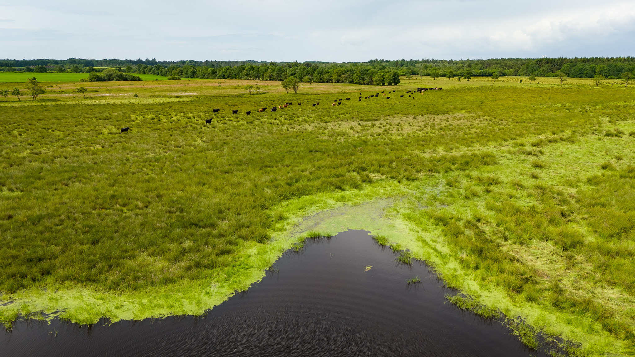 Der ligger flere søer i det reetablerede naturområde med lavbundsjord, som denne flok af Mads Volmars dyr afgræsser