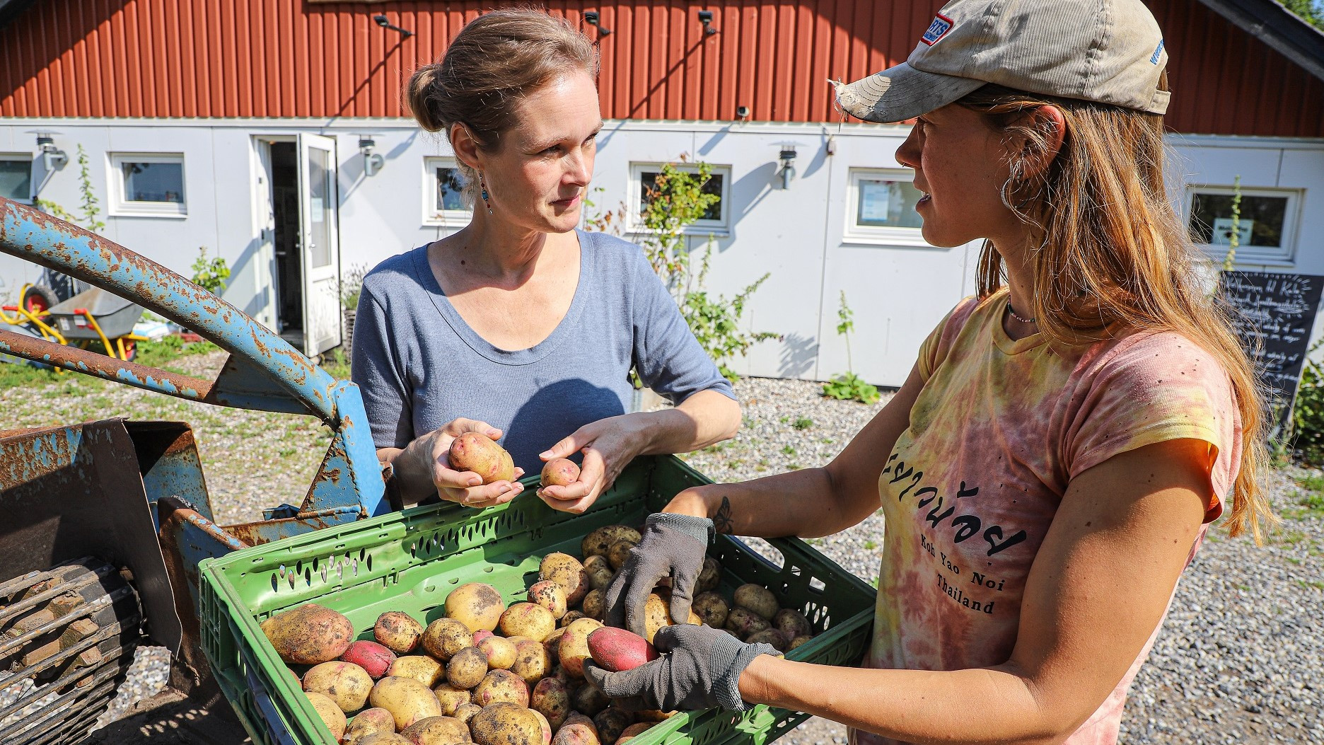 Julie Rohde Birk står med en elev og holder nogle kartofler på pladsen ude foran skolens gårdbutik