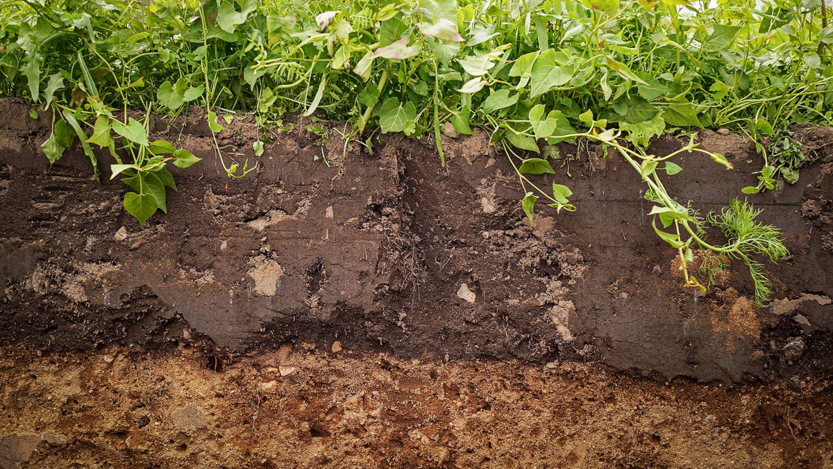 Nærblilede af jordlagene under planter