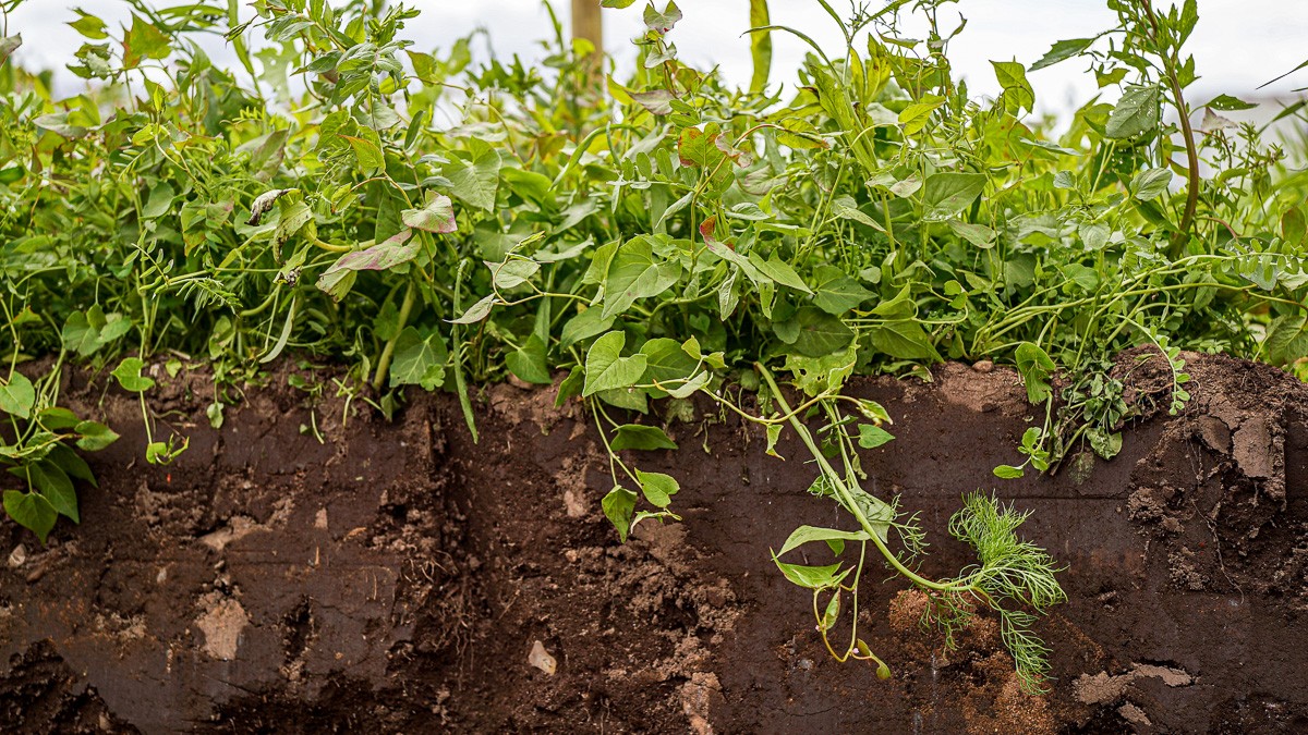 Nærbillede af planter og jorden under dem