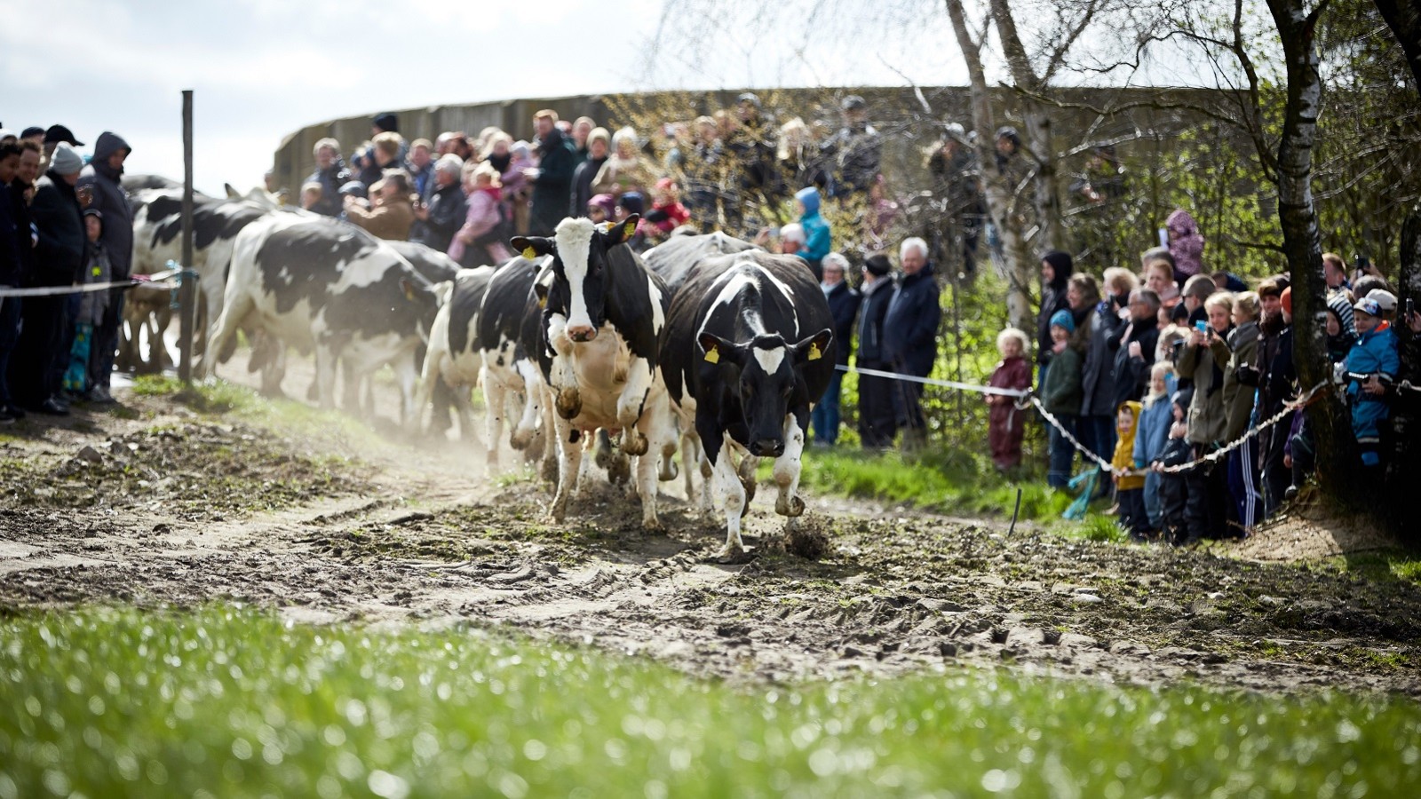 Køer på vej ud på græs